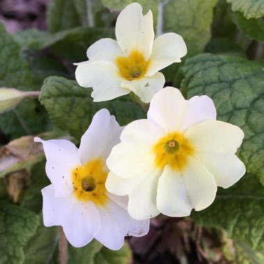 Primrose