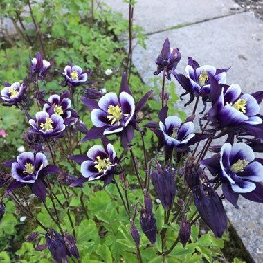 Columbine