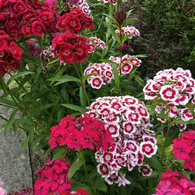 Sweet William