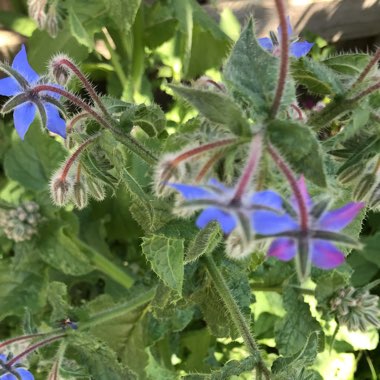 Borago officinalis