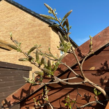 Wisteria floribunda