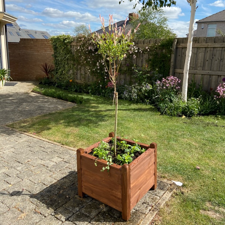 Plant image Salix integra 'Flamingo'