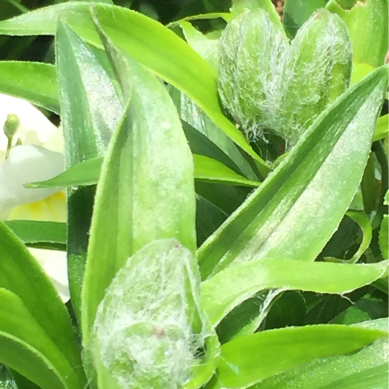 plant image 130301