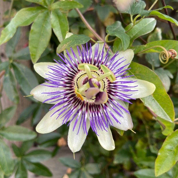 plant image 1407689