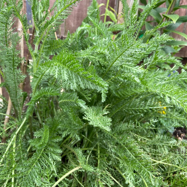 Plant image Echium candicans syn. Echium fastuosum