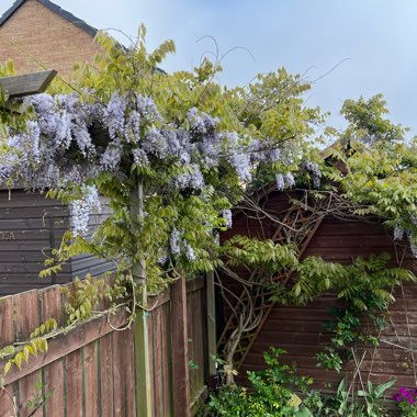 Japanese Wisteria