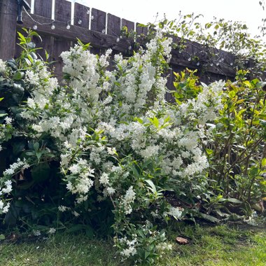 Deutzia