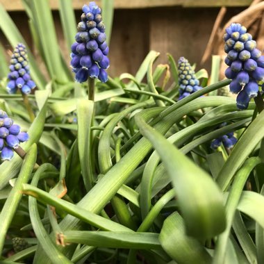 Muscari armeniacum