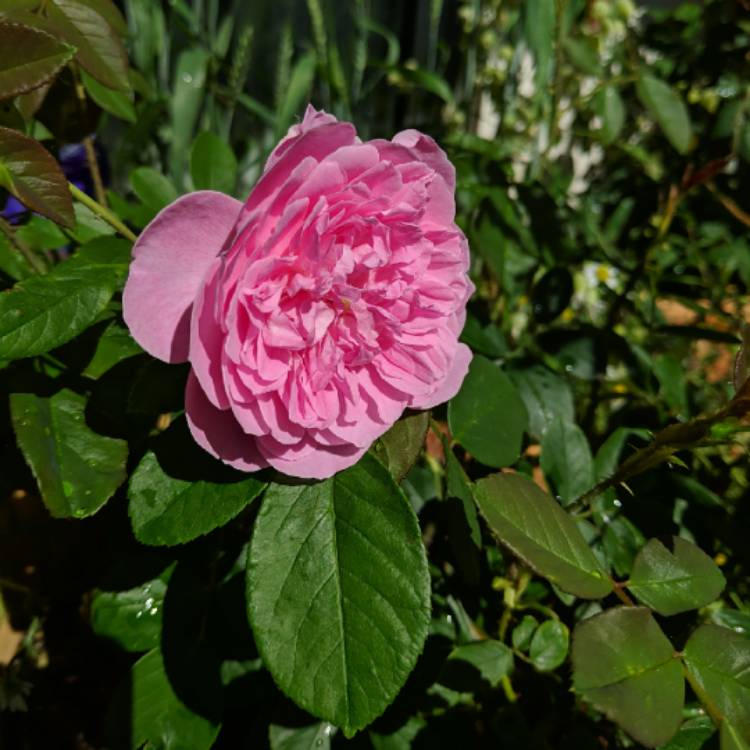 Plant image Rosa 'Aushouse' syn. Rosa 'Harlow Carr'