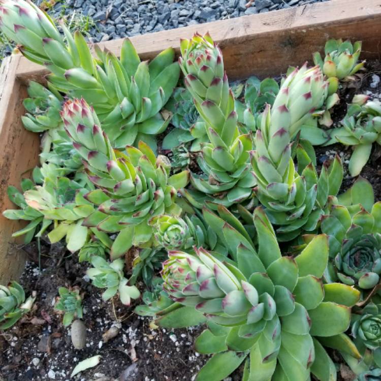 Plant image Sempervivum Calcareum