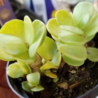 Portulaca Molokiniensis 