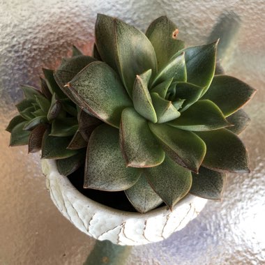 Echeveria Dionysos