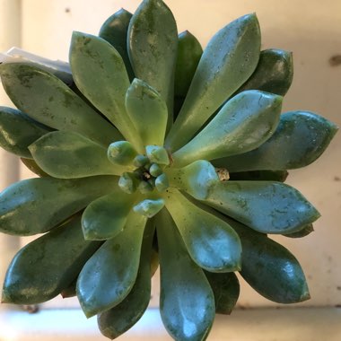 Sedeveria 'Blue Elf'