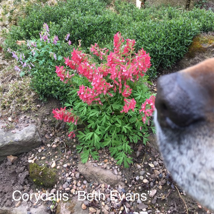 Plant image Corydalis solida 'Beth Evans'