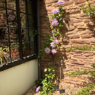 Clematis 'Crystal Fountain'