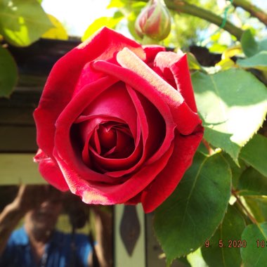 Rose 'Étoile De Hollande' (Hybrid Tea)