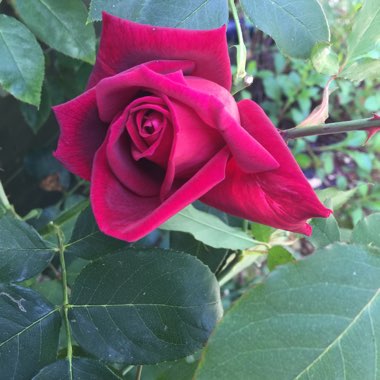 Rose 'Étoile De Hollande' (Hybrid Tea)