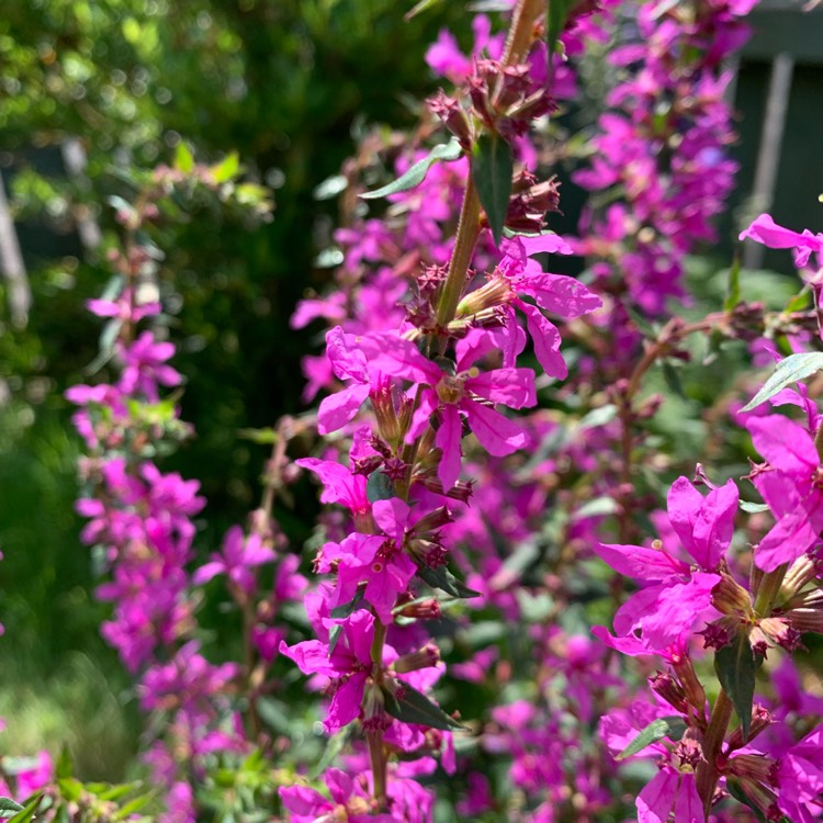 Plant image Lythrum Virgatum 'Dropmore Purple'