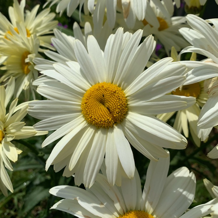 Plant image Leucanthemum x superbum 'Banana Cream'