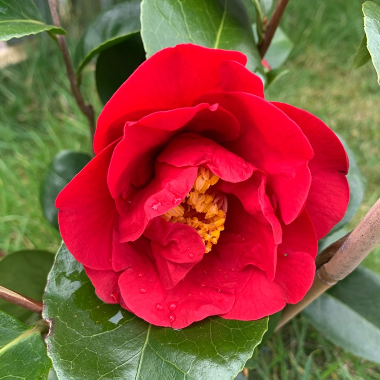 Plant image Camellia japonica 'Doctor Burnside'