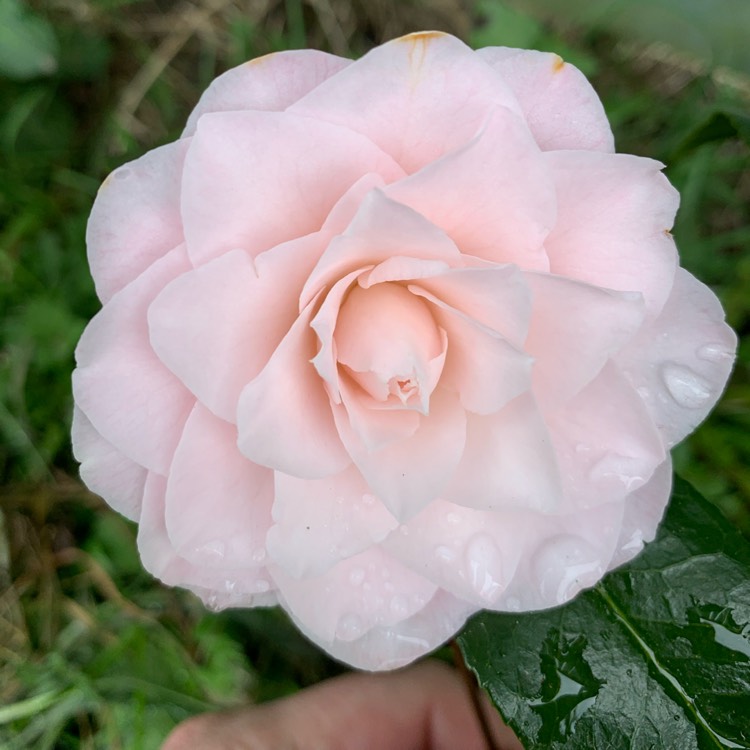 Plant image Camellia japonica 'Nuccio's Pearl'