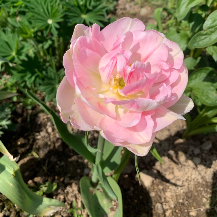 Plant image Tulipa 'Finola'