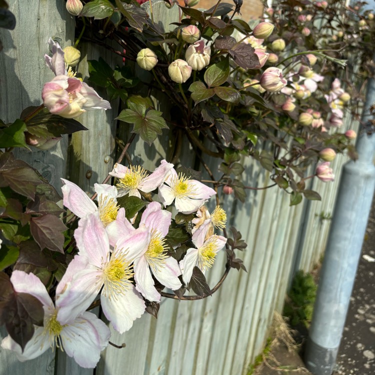 Plant image Clematis montana