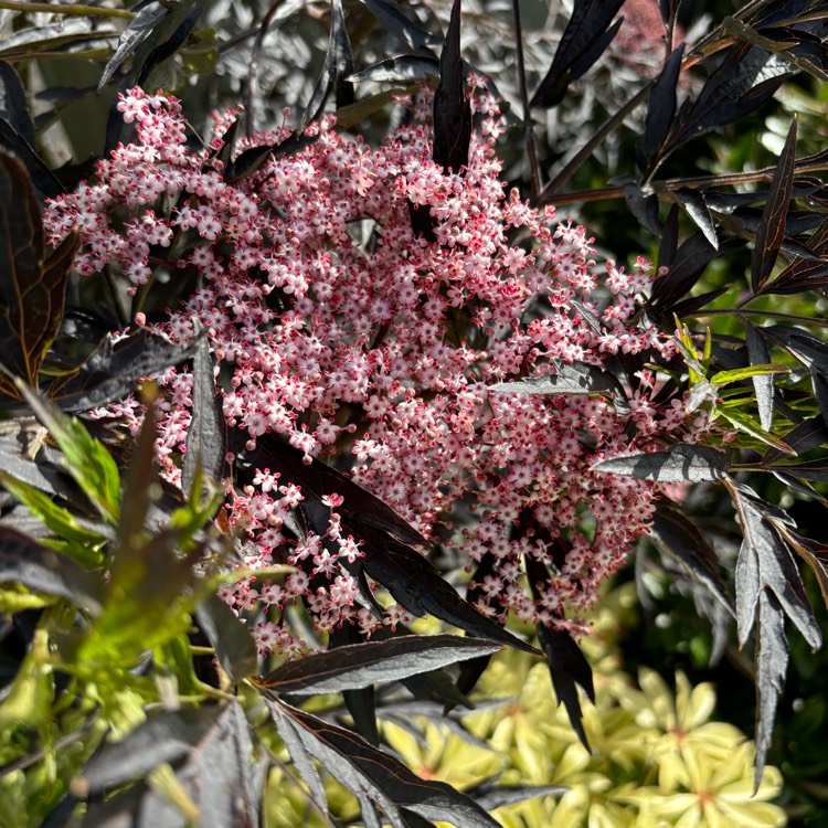 plant image 1716650