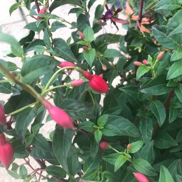 Plant image Fuchsia 'Baby Blue Eyes'