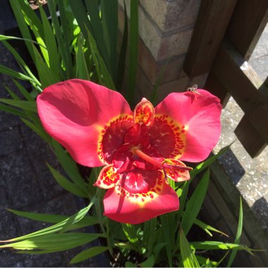 Mexican Shell Flower