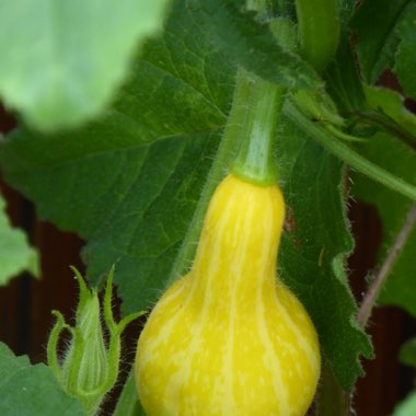 Gourd