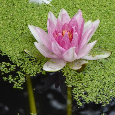 Water Lily