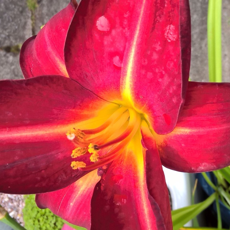 Plant image Hemerocallis 'Pardon Me'