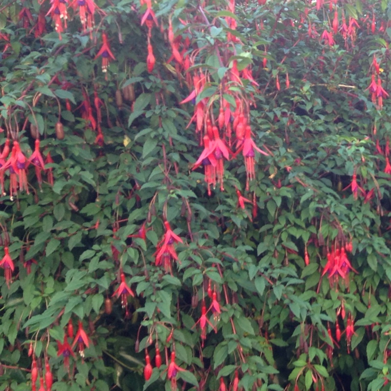 Small-leaved Fuchsia