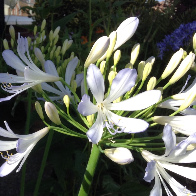 African Lily 'Phantom'