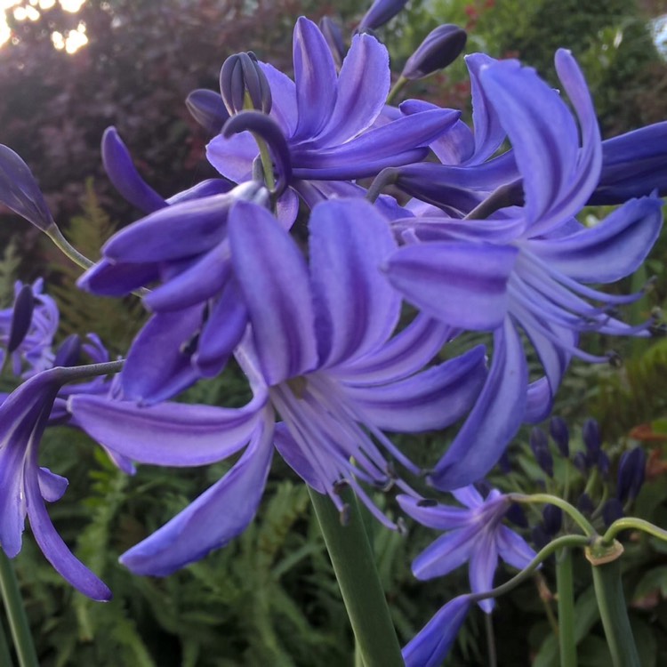 Plant image Agapanthus 'Northern Star'