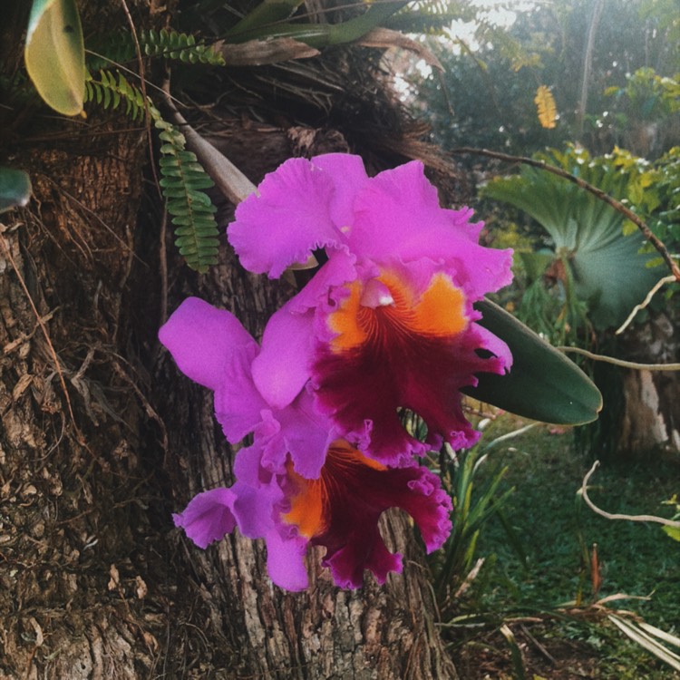 Plant image Cattleya labiata rubra 'Schuller'