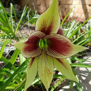 Hippeastrum (Species) Butterfly Amaryllis