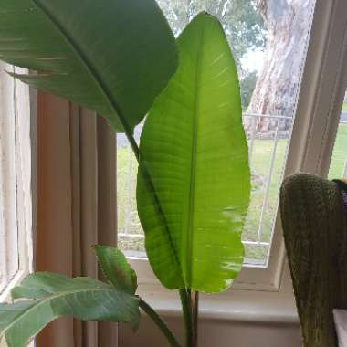 Giant White Bird Of Paradise