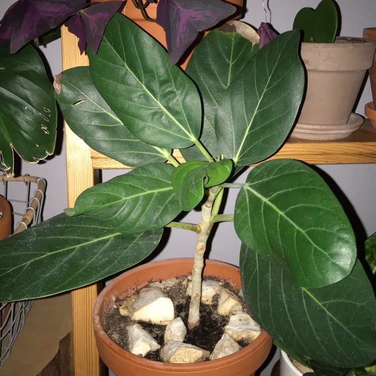 Plant image Ficus aurea