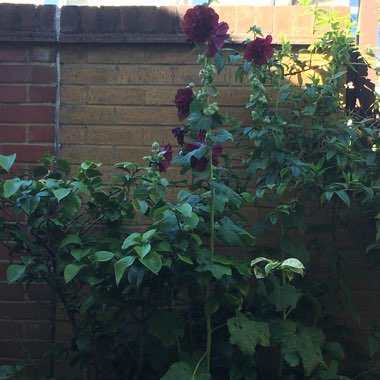 Hollyhock 'Chater's Double Group Maroon'