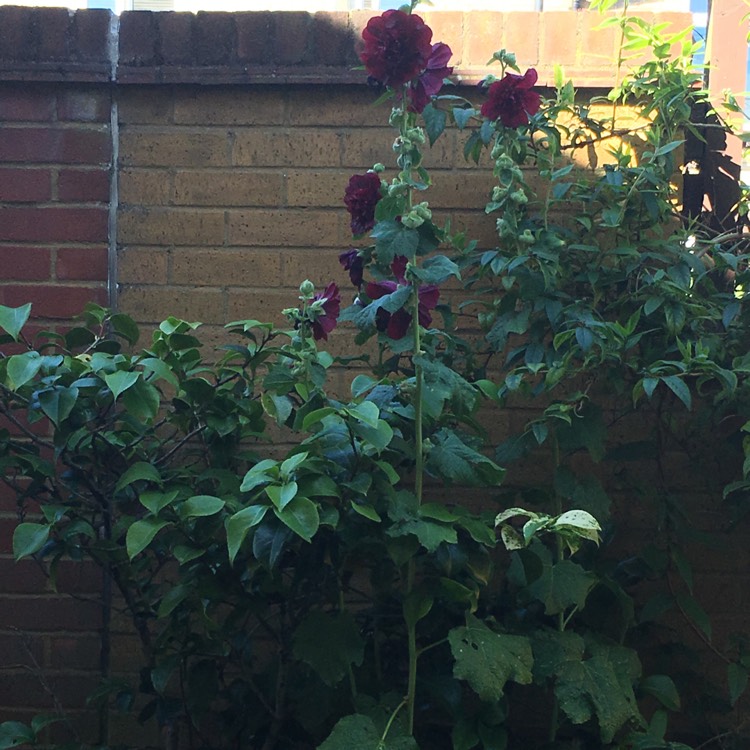 Plant image Alcea rosea 'Chater's Double Group Maroon'