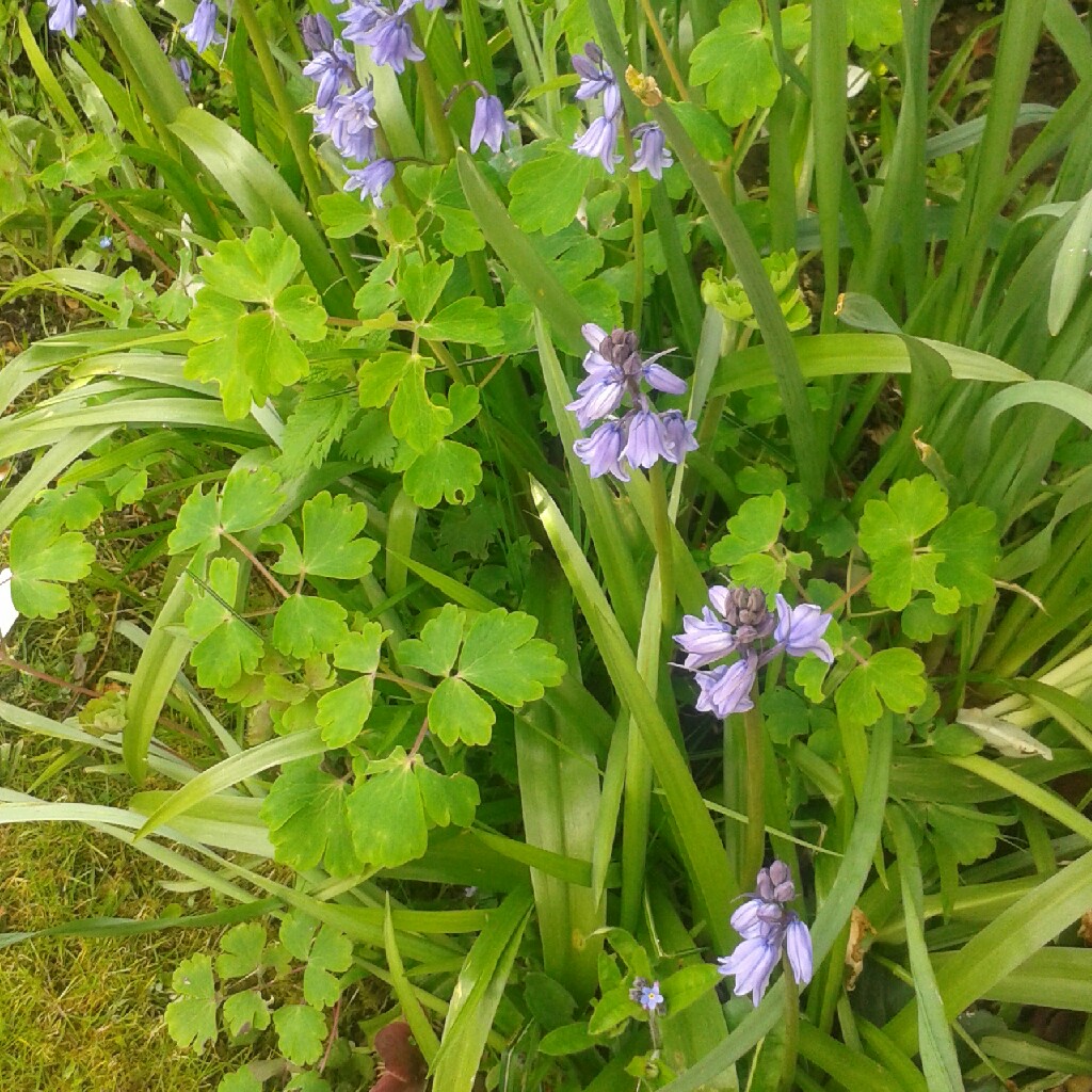 English Bluebell