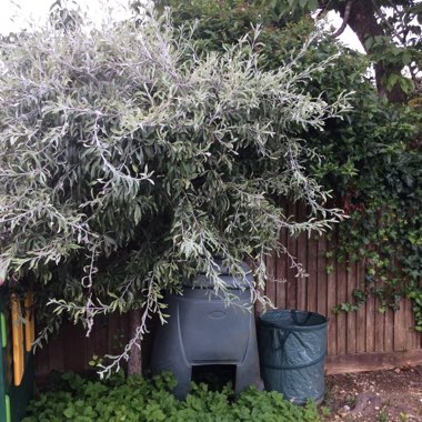 Sea buckthorn