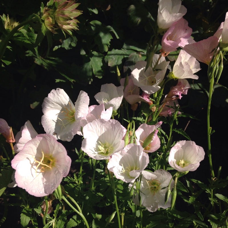 Clematis