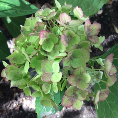 Hydrangea 'Champagne'