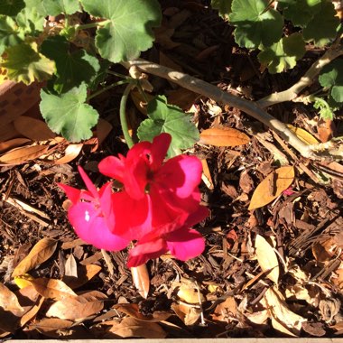 Pelargonium 'Caliente Fire' (Interspecific)