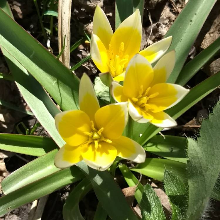 Plant image Tulipa tarda