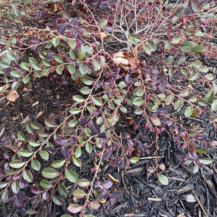 Plant image Loropetalum Chinense 'Rubrum'