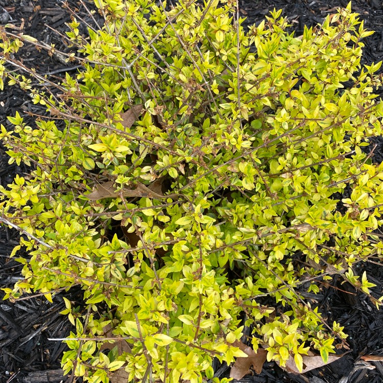 Plant image Linnaea x grandiflora 'Kaleidoscope' syn. Abelia x grandiflora 'Kaleidoscope'